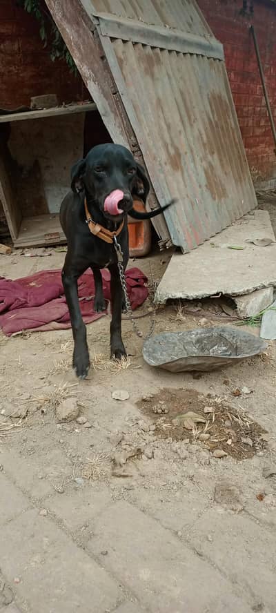 5 month female pointer