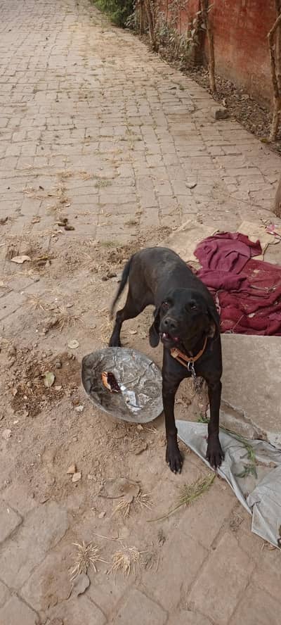5 month female pointer