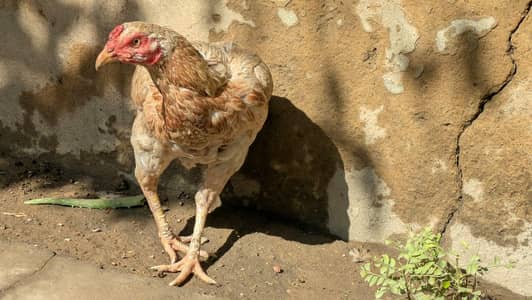 Assel all breeds available.