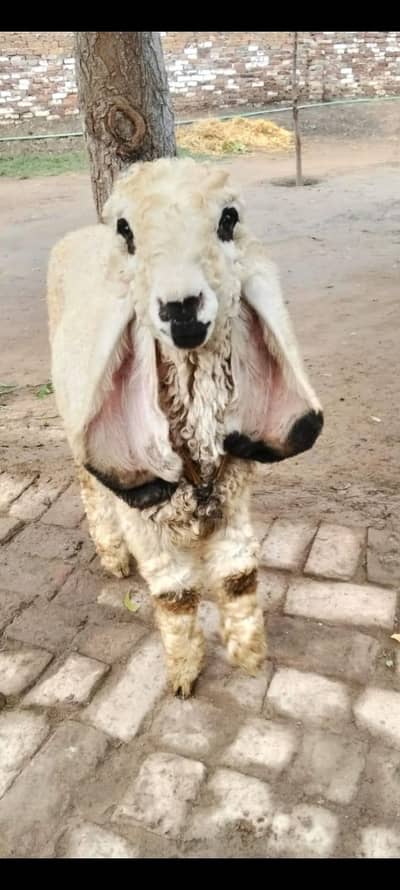 Sheep | Kajla | Chatra | Bakra