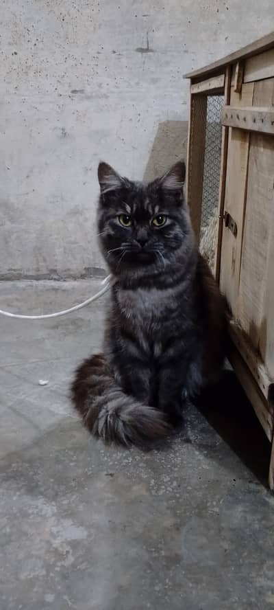 Persian cat male connect number 03257593180