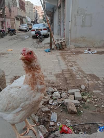 Aseel miawali Female for Sale