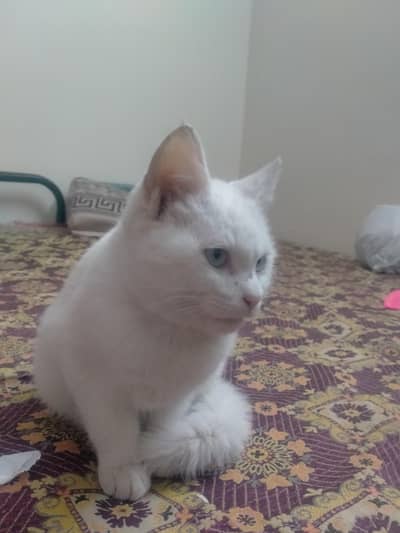 Persian single coat baby cat