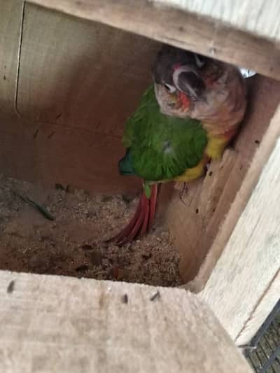 Beautiful healthy and active pair