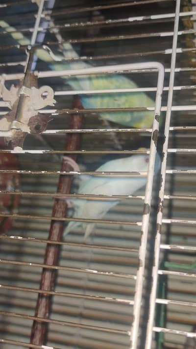 albino red eye female and rainbow male