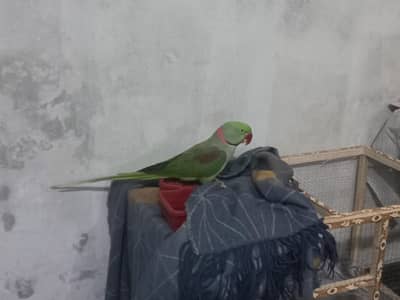 Raw parrot
