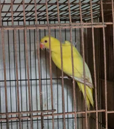 Yellow ringneck kajla male available age approx 2 years