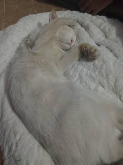 hame Apne male cat ke liye female cat chahiye