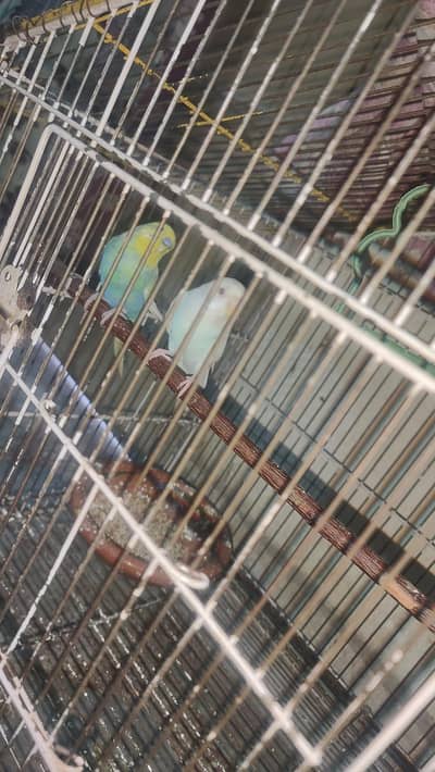 albino red eye female and rainbow male