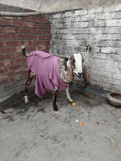 Tedi dogli  female for sale 3 pece