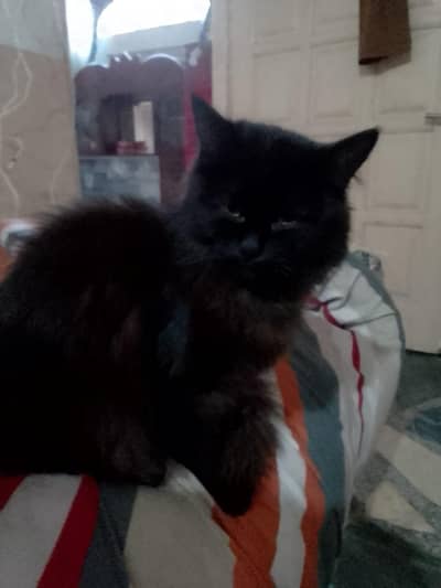 Persian kitten. black colour