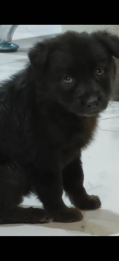 German shepherd male puppy available for sale