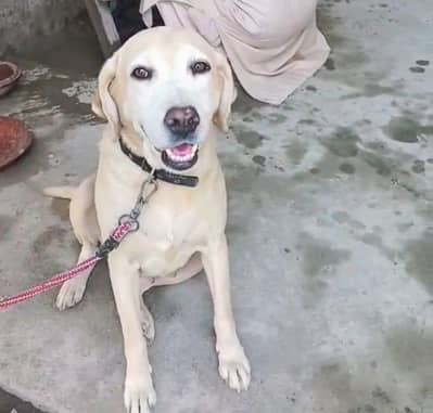 Female Labrador Dog for Sale | Fully Vaccinated | 30 Months Old