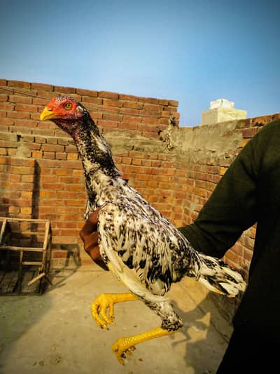 China patha for sail 03237273407