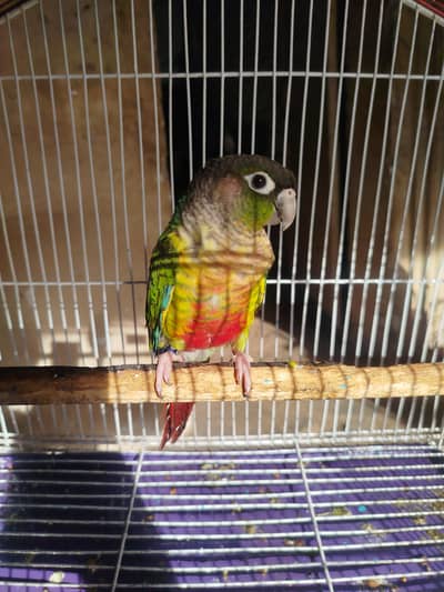 Green chick yellow sided high red factor male