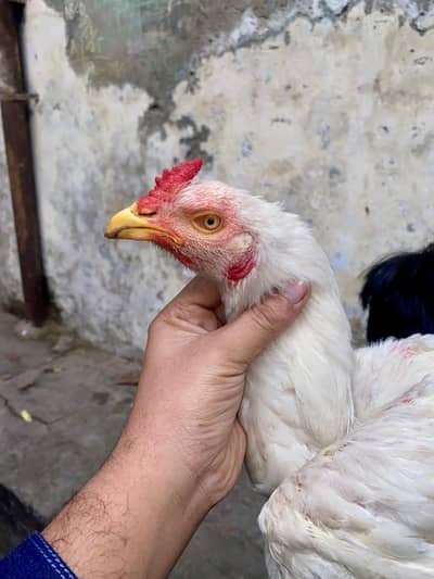 Paper White Heera Eggs Available Fresh and Fertile