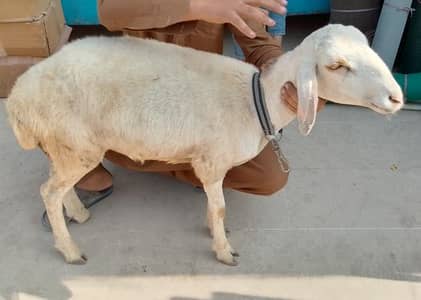 turkey beautiful dumba