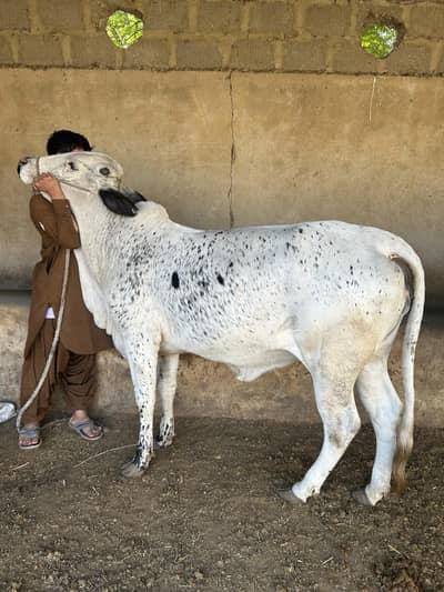 Cholistani bachri for qurbani 2026. installment bhi available.