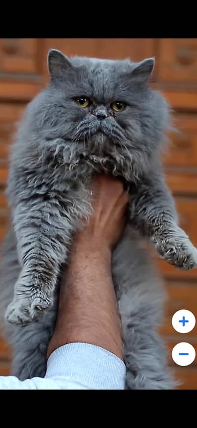 male cat - tripple cote - persion cat - cat for sale