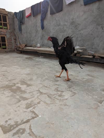 Full healty active Mushka patha for sale