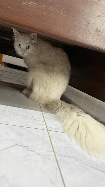Persian male cat for sale