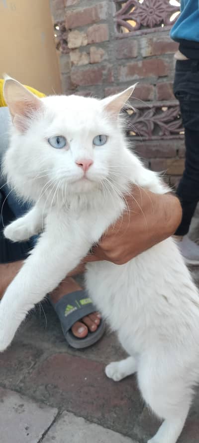 house cat triple coat