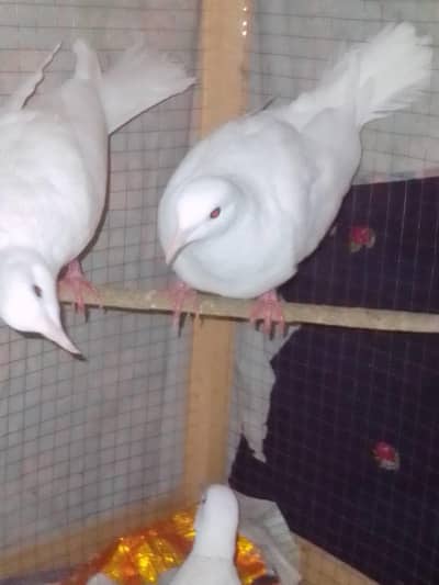 2 white dove  breedar  pair