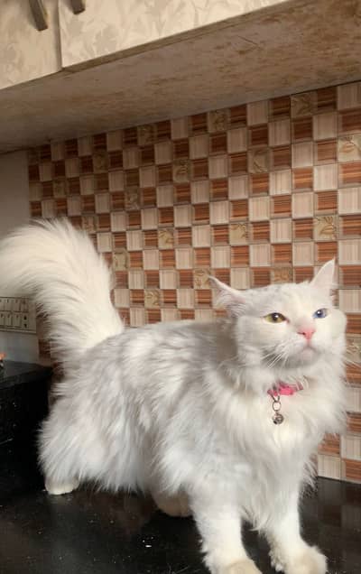 play full for good famy