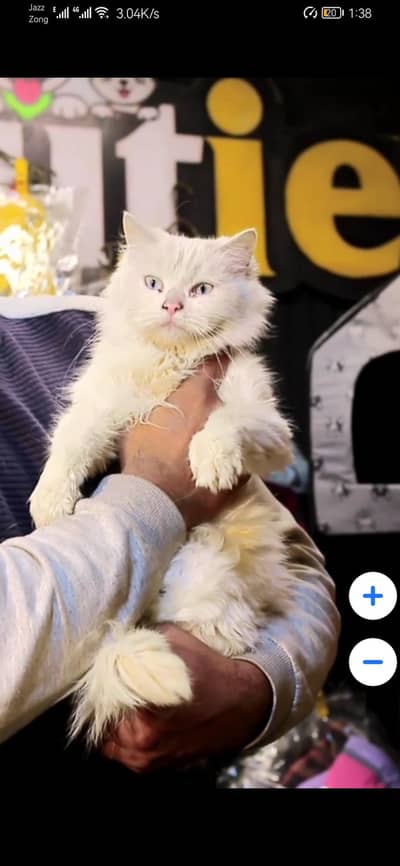 Blue Eyes - Female cat - tripple cote - cat for sale
