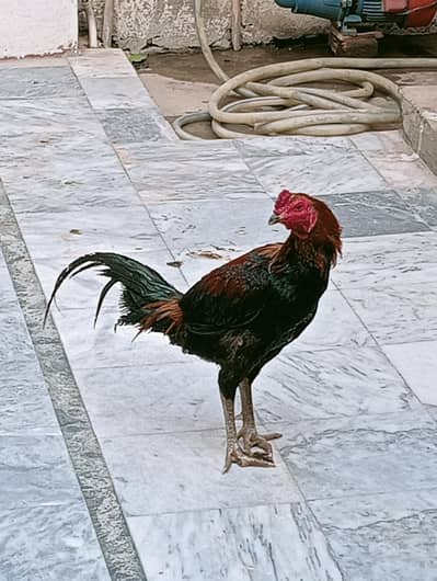 Aseell Rooster