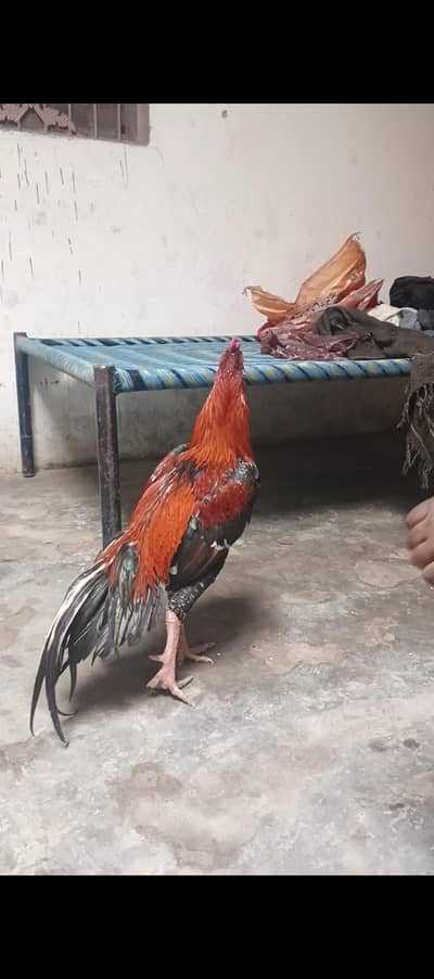 aseel lakha and china murgha for sall