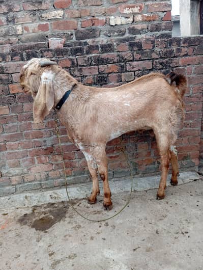 2 dant breeder ha height 40 inch ha taqreban