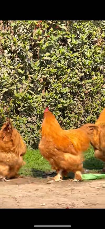 chicks for golden buff & bantam breeds