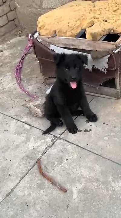 German shepherd puppies  my WhatsApp number 03245285207