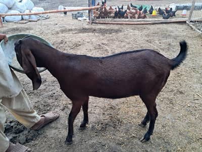 pure nagra beetal female