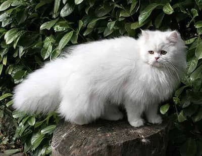 Pure White Triple Coat Persian Male Cat for Sale