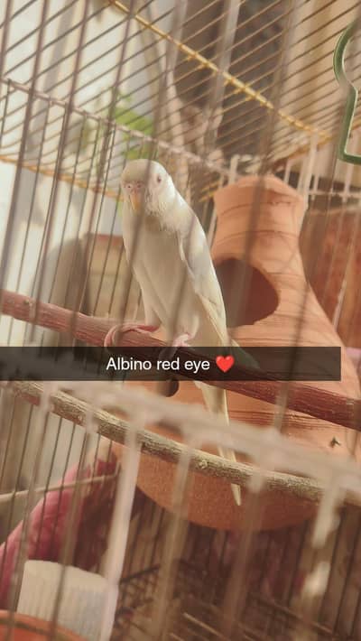 albino red eye