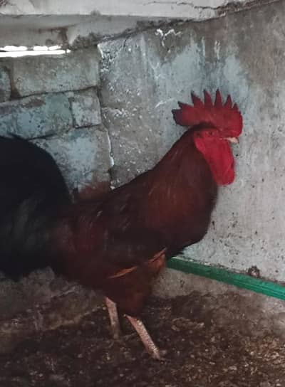 Desi ghar ka palla  murga