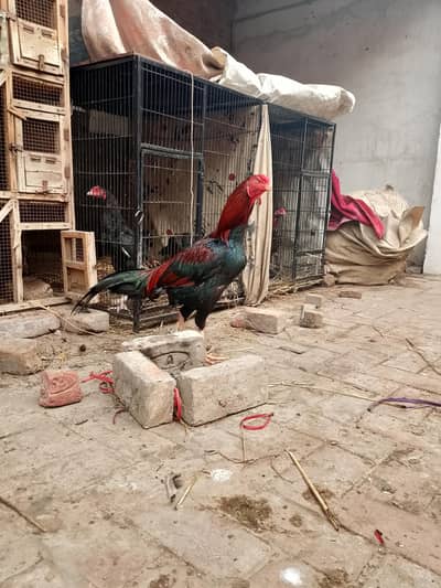 Pure Aseel Breed including Miawali ,Heera ,And Mushkay