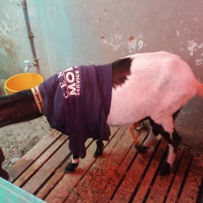 Kamori bakri for sell