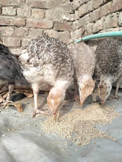 turkey bird healthy bird full active  four colors