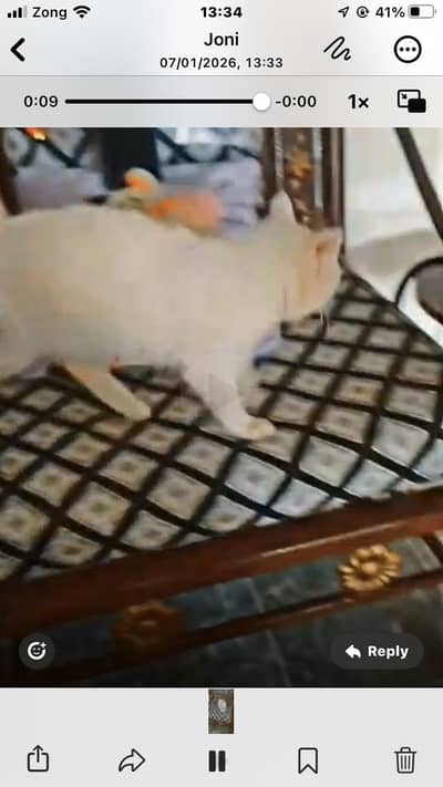 My cat is very beautiful and prity