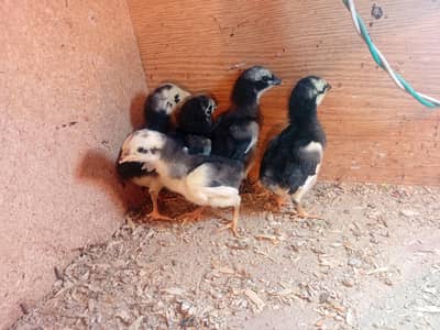 dragon pokoye chicks