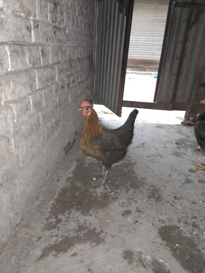 unge Golden mishri egg dati ha