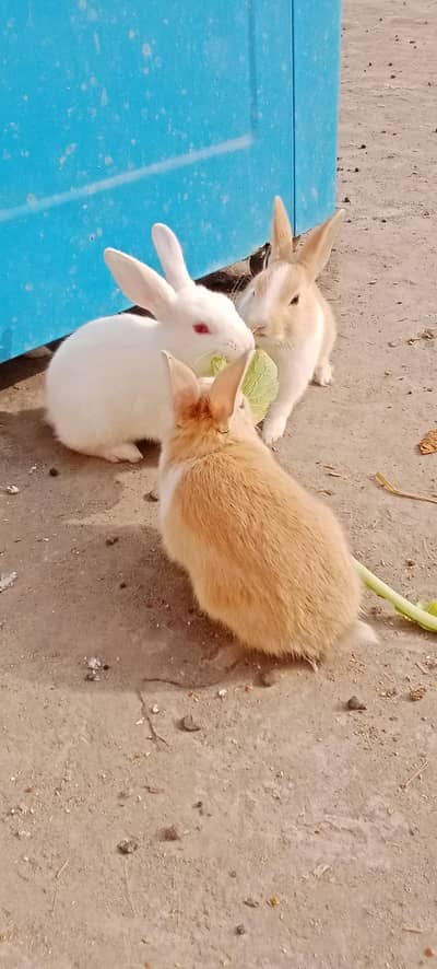 Rabbit for sale /خرگوش/rabbit baby  per piece 800