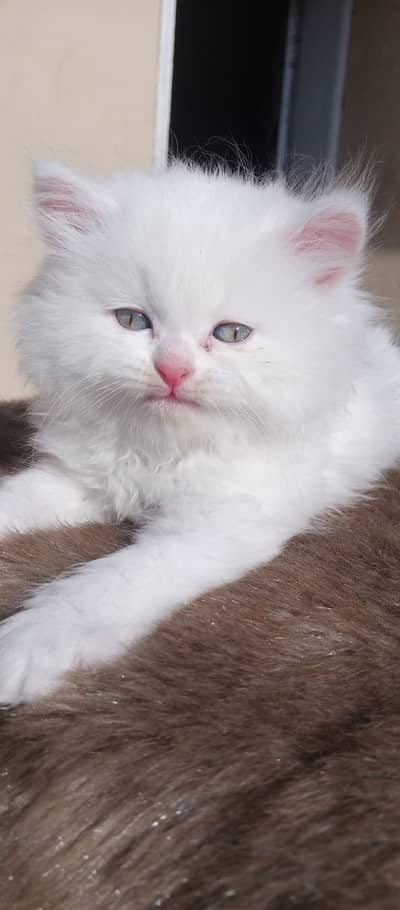 Persian kitten triple coat semi punched face