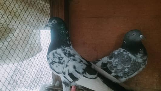 ferozpuri, 35 waly, hary