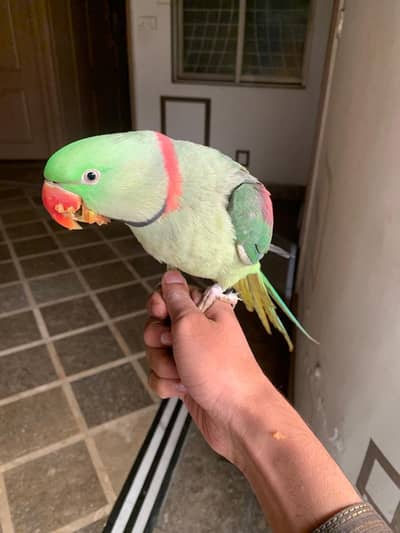 Hand tamed Adult Raw  parrot  pair