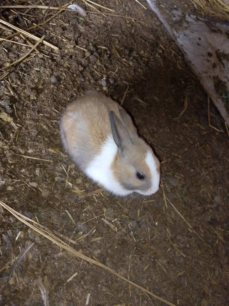 Rabbit pair 0
