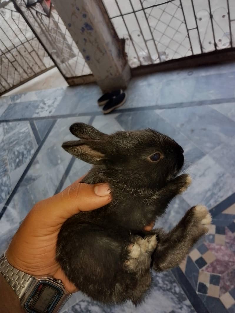 Rabbit pair 1